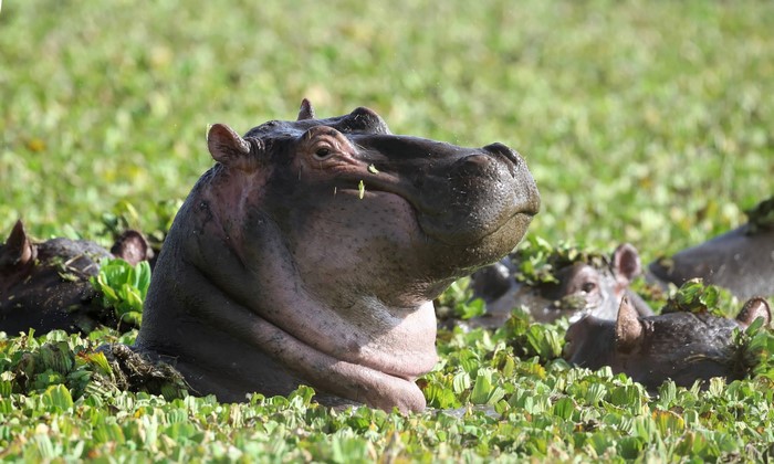 Hippos in green water plants
