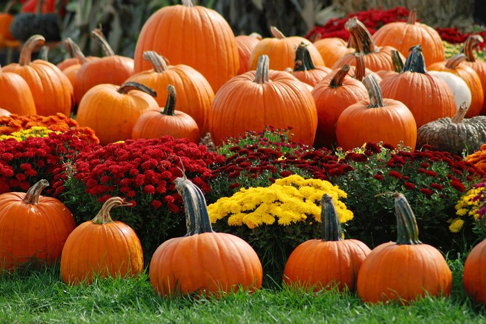 Pumpkins and Mums in a Fall Display