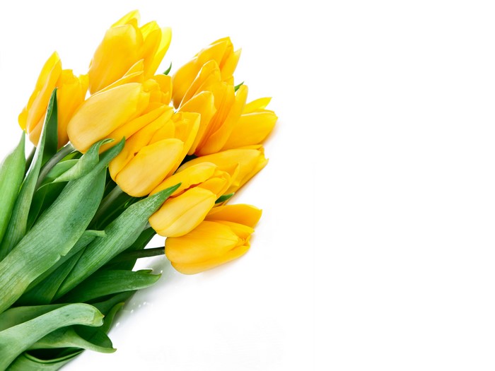 Yellow Tulips