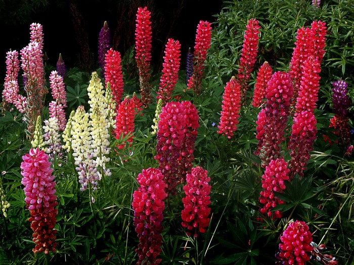 A cluster of colorful lupine flowers in a garden
