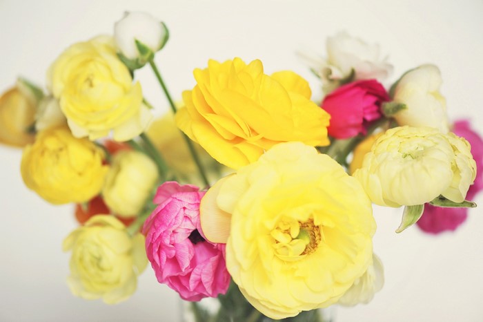 Close-up of a bouquet of colorful Ranunculus flowers