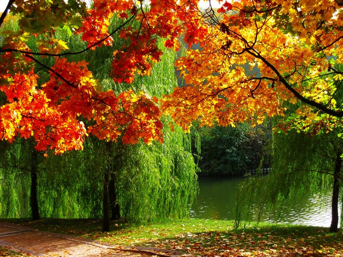Autumn park with colorful trees and a river