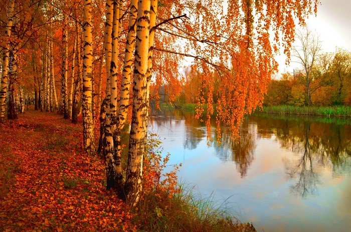 Autumn Birch Trees by a River
