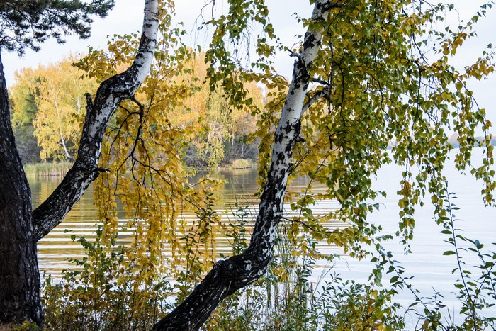 Autumn Birch Trees by a River
