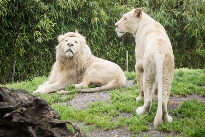 Two white lions in a grassy enclosure