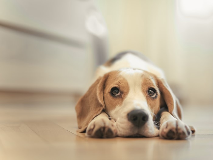 Beagle dog lying on the floor