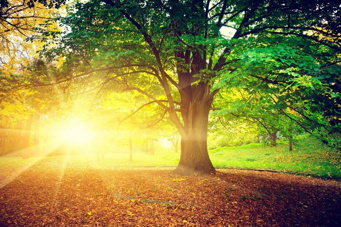 Autumn park with sun rays and large tree