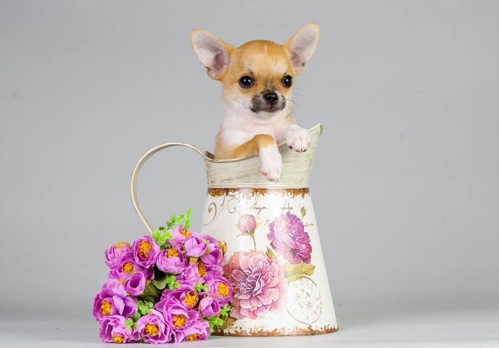 Chihuahua puppy in a decorative pitcher with flowers