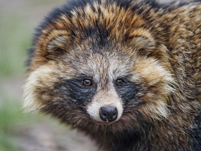 Raccoon Dog close-up portrait