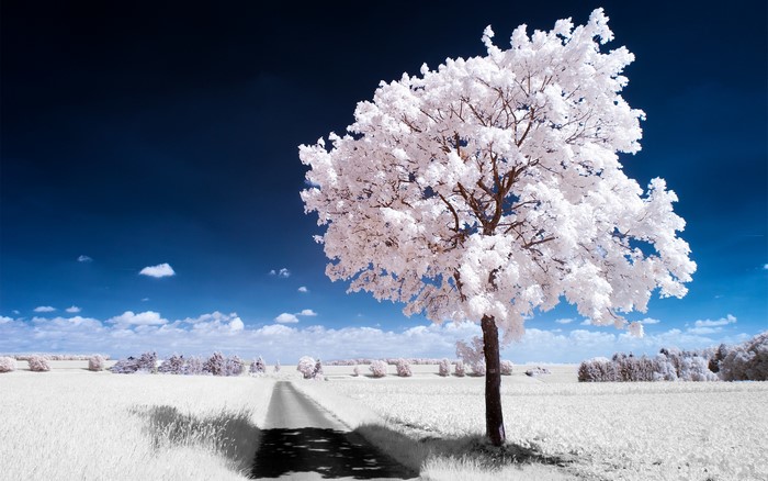 Christian Kern with trees and road