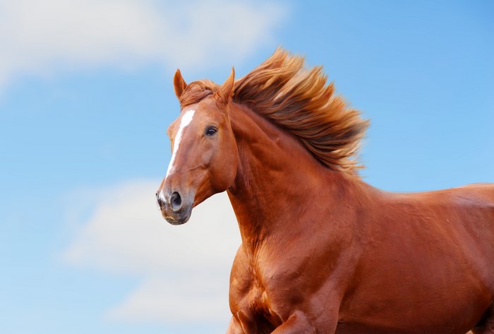 Chestnut horse running against blue sky