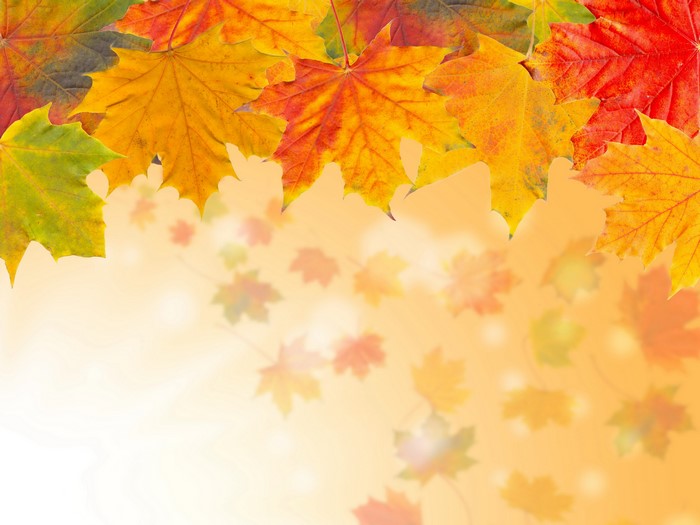 Vibrant Autumn Maple Leaves Closeup