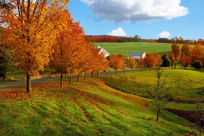 Autumn Landscape with Trees and Farms