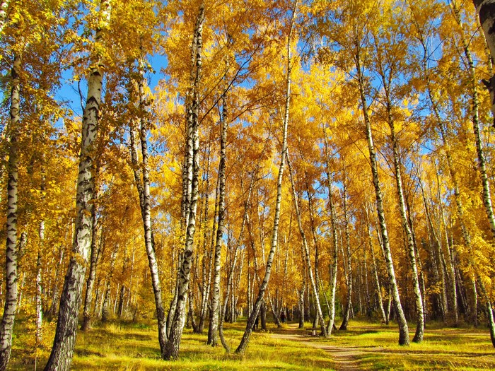 Autumn Birch Forest with Golden Leaves