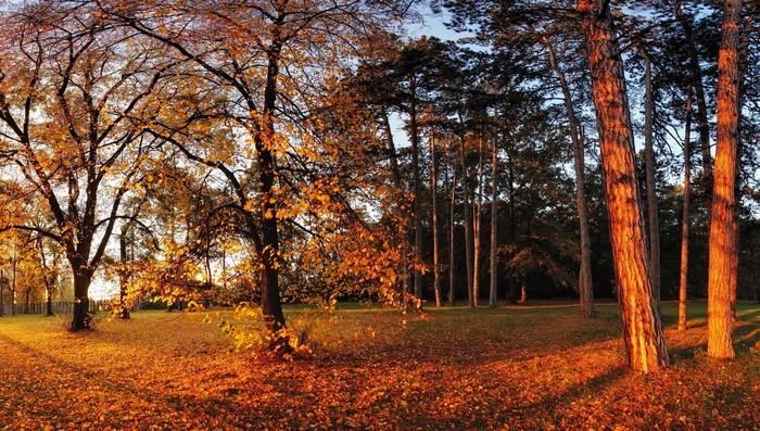Autumn park with trees and fallen leaves