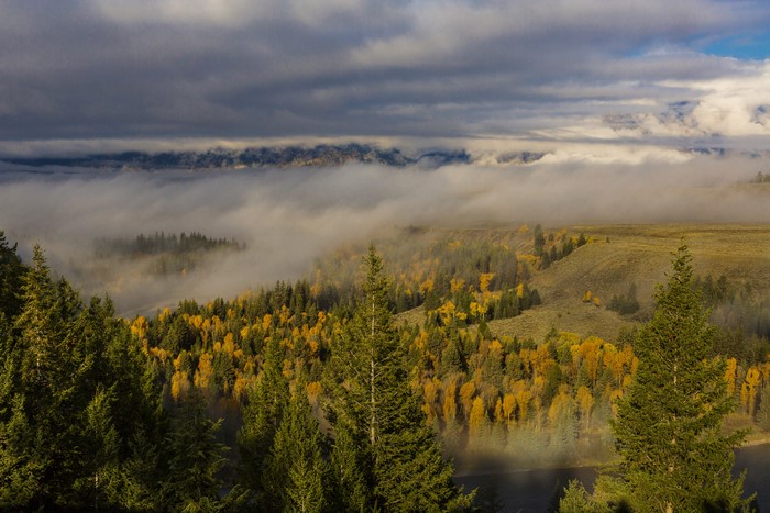 Foggy Forest Landscape in Grand Teton, Wyoming