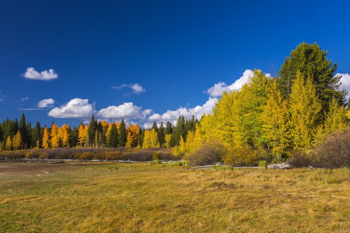 Autumn Trees in Grand Teton National Park, Wyoming