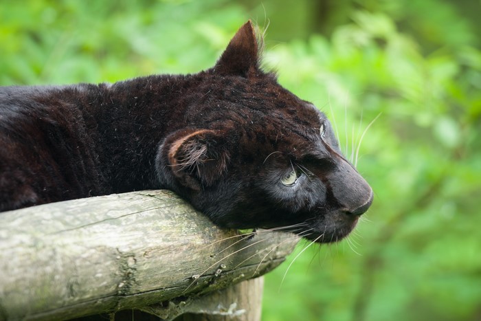 Black Panther resting on logs