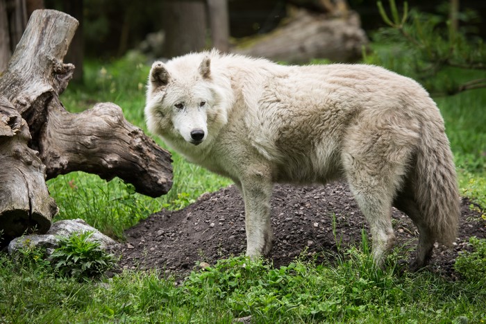 White Wolf in a Forest