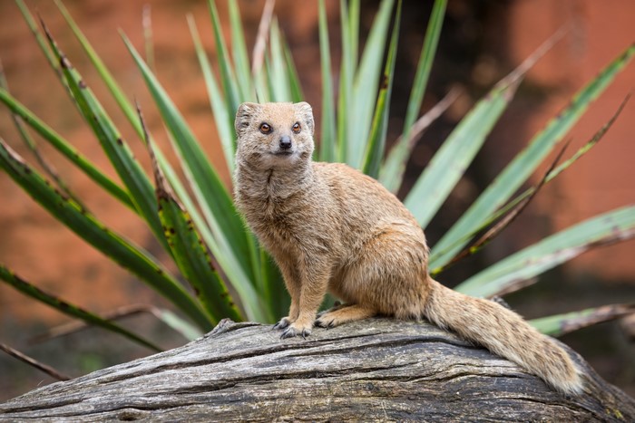 Yellow Mongoose on a log