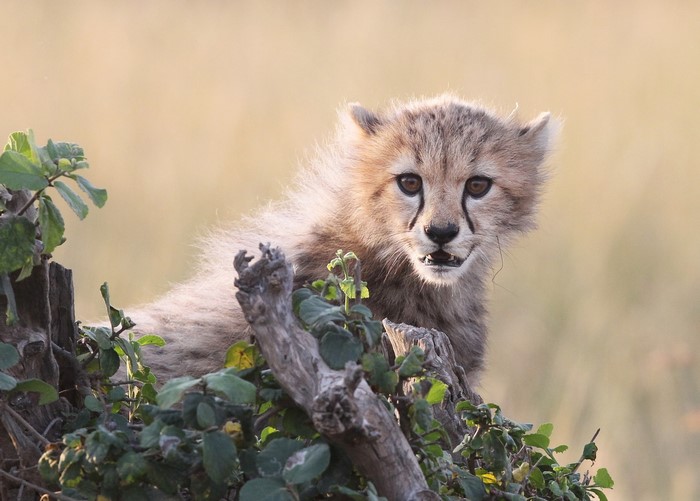 Cheetah cub peeking from behind branches