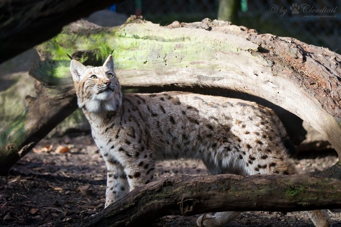 Lynx looking up in a forest setting