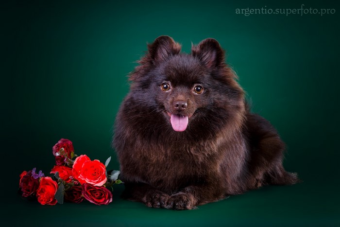 Brown Pomeranian dog with red roses