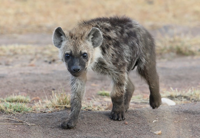 A young hyena walks on a dirt path