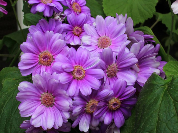 Purple Cineraria flowers with green leaves