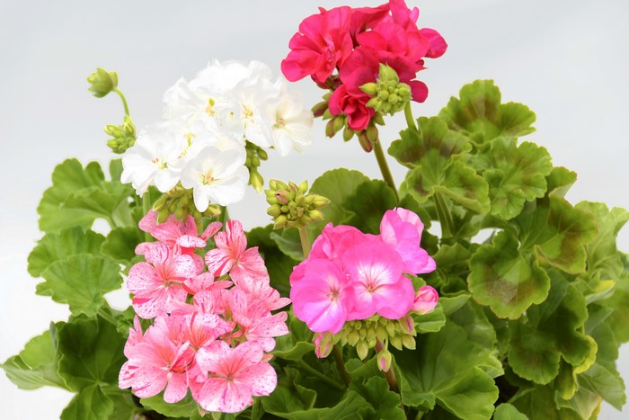 A bouquet of colorful geranium flowers