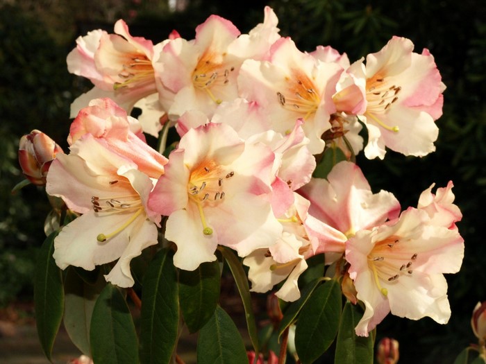 Pink and white Rhododendron flowers