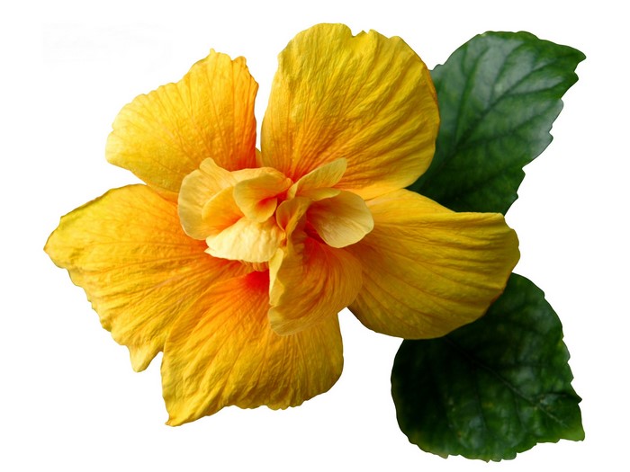 Yellow Hibiscus Flower with Green Leaves