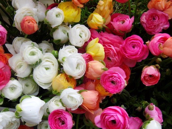 A bouquet of colorful Ranunculus flowers