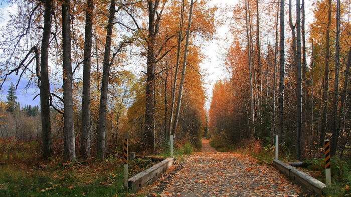 Autumn forest road with fallen leaves and bridge