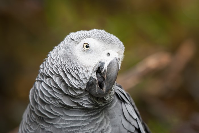 Close-up of an African Grey Parrot