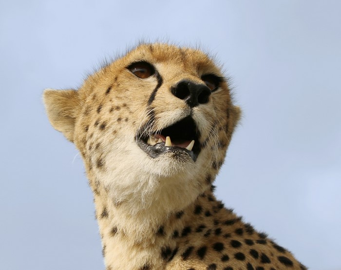 Cheetah with mouth open against blue sky