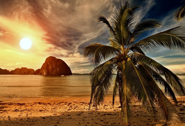 Tropical beach with palm tree at sunset