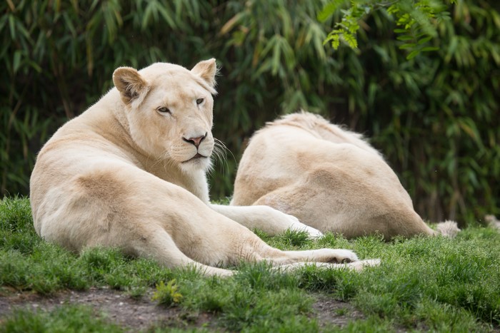 Two white lions resting on grass