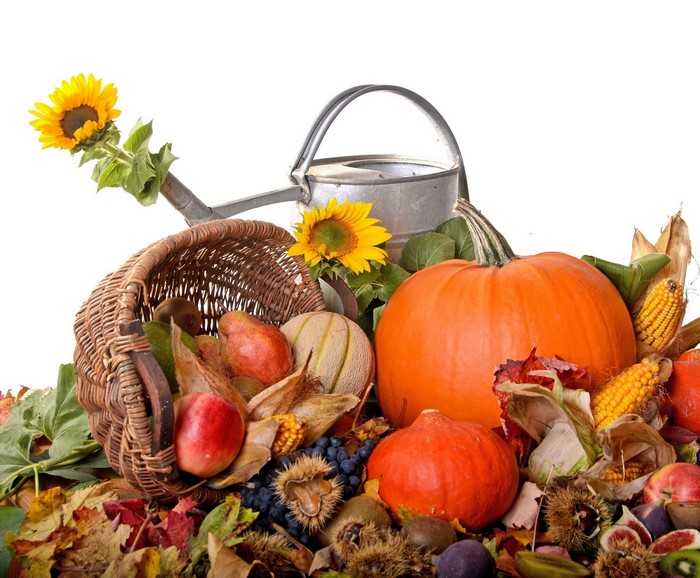 Autumn harvest with pumpkins, corn, sunflowers, and a watering can
