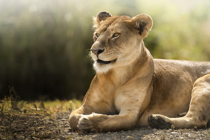 Lioness lying down in a natural setting
