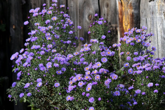 Purple Asters in front of a wooden fence