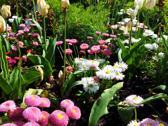 Garden with Tulips and Daisies