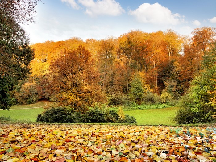 Autumn forest with fallen leaves on the ground