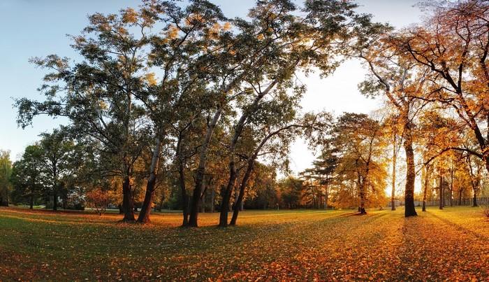 Autumn park with fallen leaves and trees