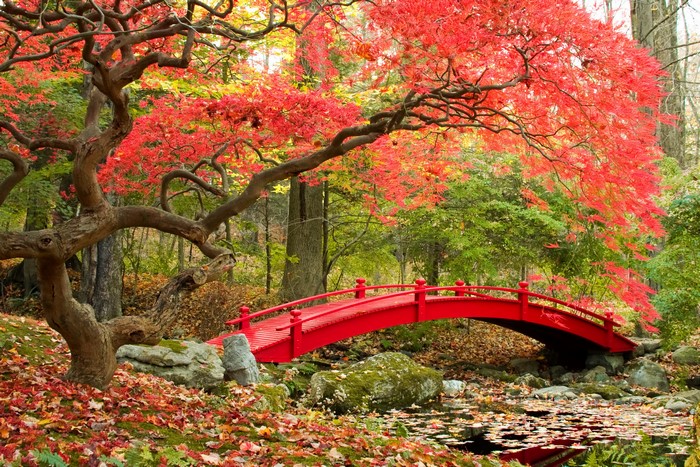 Red Japanese Bridge in Autumn Garden