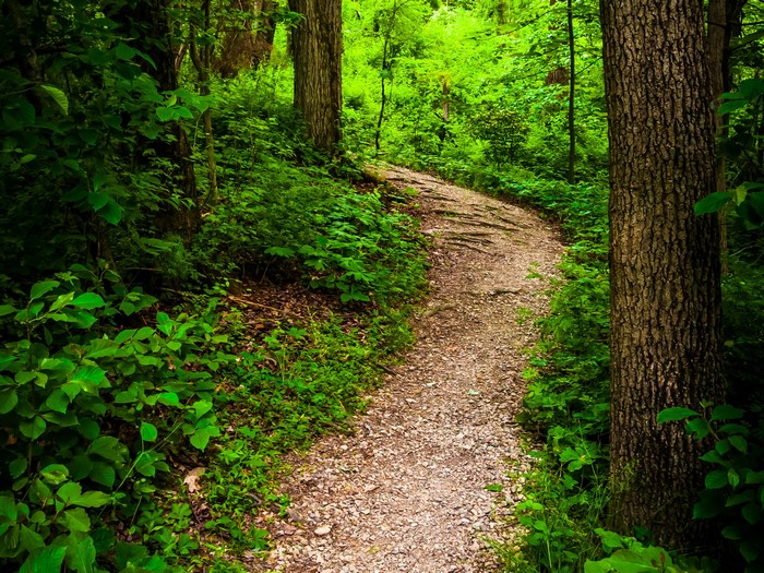 A winding gravel path through a lush green forest