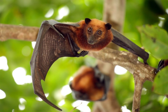 Two fruit bats hanging from a tree branch