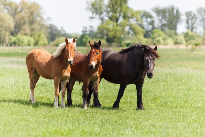 Three horses in a grassy field