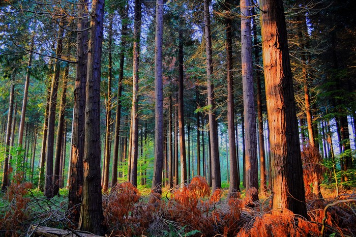 Forest with tall trees and autumn foliage