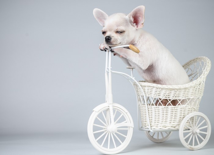 Chihuahua puppy in a toy bicycle basket